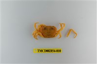 藏品(細足澤蟹)的圖片